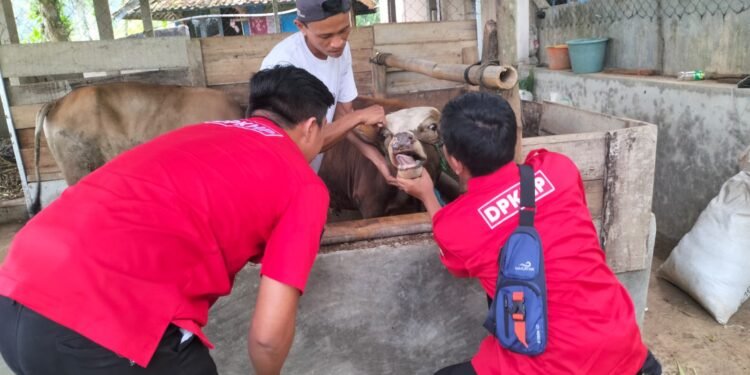 Petugas Dinas Kelautan Perikanan dan Peternakan (Dislutnak) Kabupaten Cianjur melakukan pemeriksaan PMK. (Foto: IST)