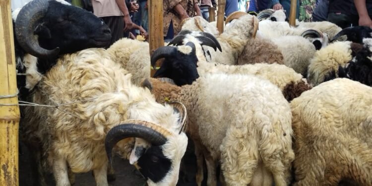 Pembeli domba untuk keperluan kurban di pasar hewan Cianjur belum meningkat. Foto : ahy/PENAMAS.ID