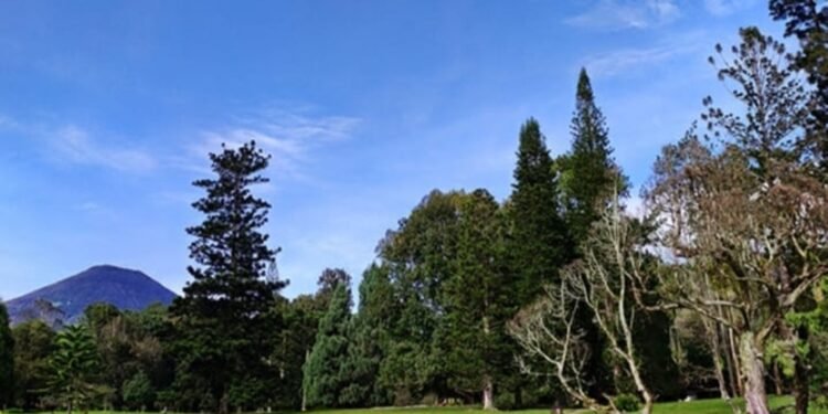 Sejarah Singkat Kebun Raya Cibodas, Destinasi Wisata Alam Paling Legend ...